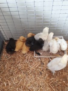 Ducklings and Porcelain Pekin bantam chicks